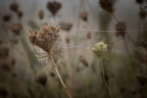 Brauner Hintergrund Mit Trockenem Gras Zwischen Den Kräutern Bildete Die — Stockfoto