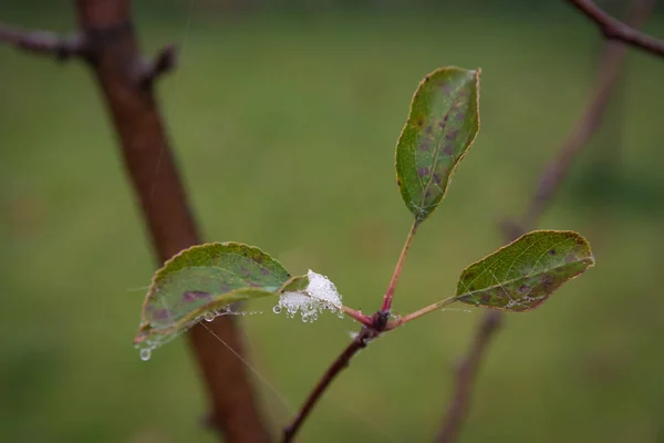 Branches Trees Entwined Cobwebs Leaves Flowing Drops Dew Autumn Foggy — Stock Photo, Image