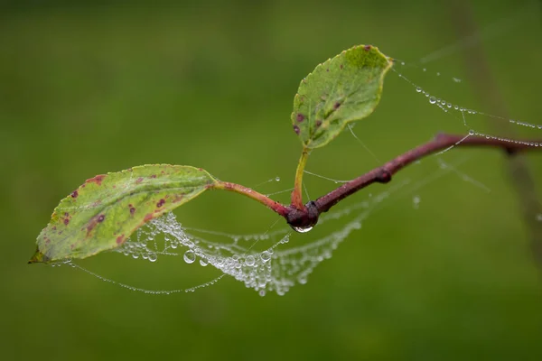 Äste Von Bäumen Die Mit Spinnweben Umwickelt Sind Aus Den — Stockfoto