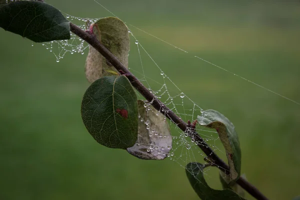 Äste Von Bäumen Die Mit Spinnweben Umwickelt Sind Aus Den — Stockfoto