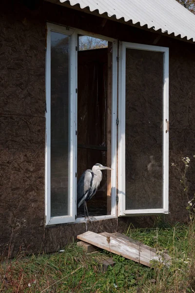 Injured heron in a wildlife rehabilitation center. Halych National Nature Park. Ukraine