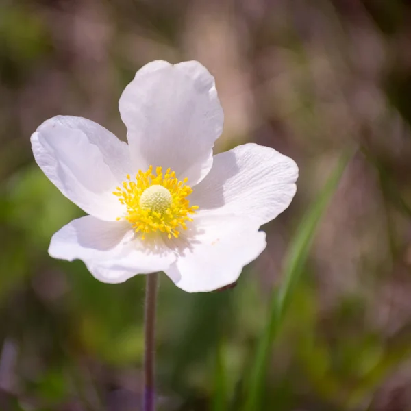 Symbrys Amonowy Dziki Biały Kwiat Wiatrak Rośnie Polu Format Zdjęcia — Zdjęcie stockowe