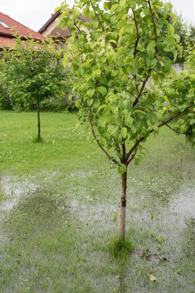 Bahçe ve bahçe sular altında, sağanak yağış ve selin sonuçları. Ukrayna 'da yağışlı yaz