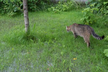 Bahçeyi su basmış. Sağanak yağış, sel. Ukrayna 'da yağmurlu bir yaz. Kedi tehlikede.