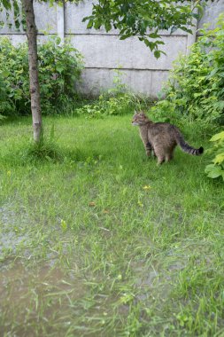 Bahçeyi su basmış. Sağanak yağış, sel. Kedi tehlike altında. Ukrayna 'da yağışlı yaz. 