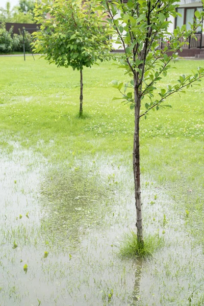 Bahçeyi ve bahçeyi su basmış. Sağanak yağış, sel. Ukrayna 'da yağışlı yaz.
