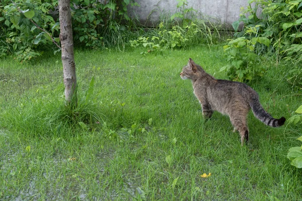 The garden and yard are flooded. Consequences of downpour, flood. The cat is in danger. Rainy summer in Ukraine.