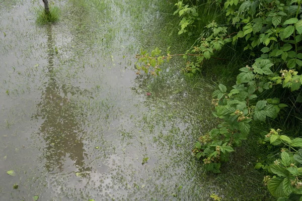 Jardim Está Inundado Consequências Aguaceiro Inundação Verão Chuvoso Ucrânia 2020 — Fotografia de Stock