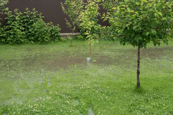 Bahçeyi su basmış. Sağanak yağış, sel. Ukrayna 'da yağışlı yaz