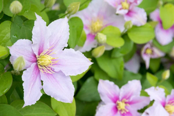 Linda Clematis Rosa Clematis Florescendo Com Fundo Embaçado Jardim Fundo — Fotografia de Stock