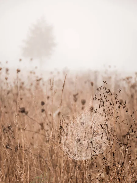 Studené Podzimní Ráno Monochromatická Krajina Popředí Bílá Rosou Nasáklá Pavučina — Stock fotografie
