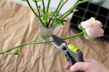 Gül tohumu buduyorum. İniş için hazırlanın. Tohumlar ve bitki üretimi. 