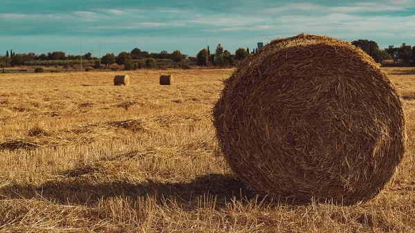 Pole Žluté Slámy Modrou Oblohu Balíky Slámy — Stock fotografie