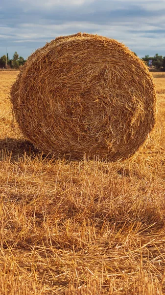 Campo Paja Amarilla Con Cielo Azul Fardos Paja —  Fotos de Stock