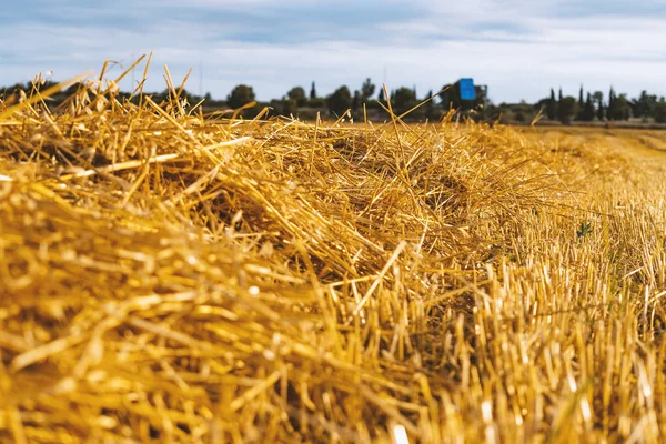 Campo Paja Amarilla Con Fondo Cielo Azul —  Fotos de Stock