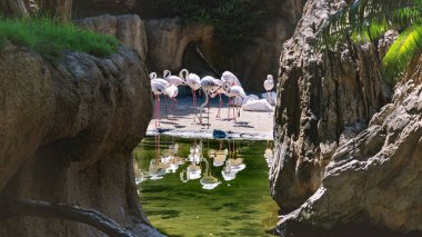 Landscape composed of rocks with a pool in the background, where some flamingos are resting. clipart