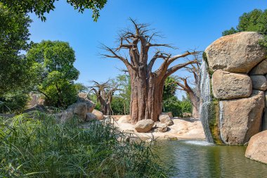 Afrika savana, bir göl ve tipik boabab ağaç oluşan manzara.