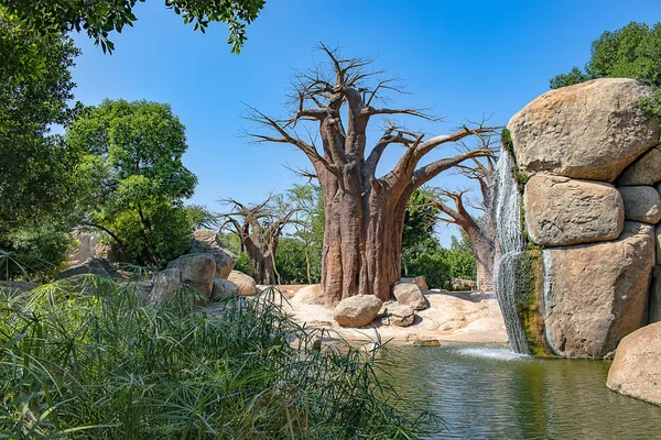 Afrika savana, bir göl ve tipik boabab ağaç oluşan manzara.
