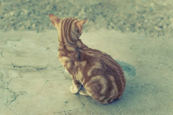 Orange Gestreifte Katze Von Hinten Gesehen — Stockfoto