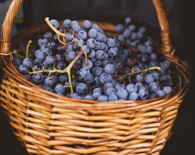 Hasır sepet dolu Tempranillo üzüm, İspanya'nın Kuzey hasat.