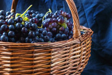 Hasır sepet dolu Tempranillo üzüm, İspanya'nın Kuzey hasat.