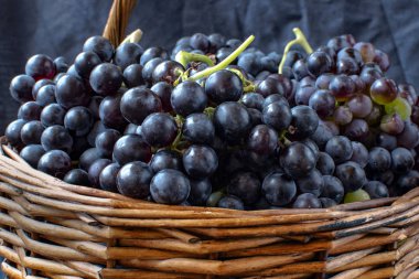 Hasır sepet dolu Tempranillo üzüm, İspanya'nın Kuzey hasat.
