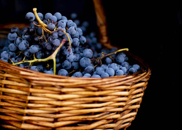 Hasır sepet dolu Tempranillo üzüm, İspanya'nın Kuzey hasat.