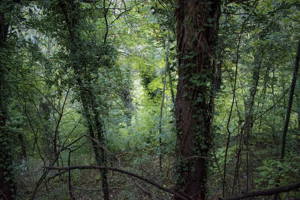 由树木 绿色树枝和树上的藤蔓组成的自然背景 — 图库照片