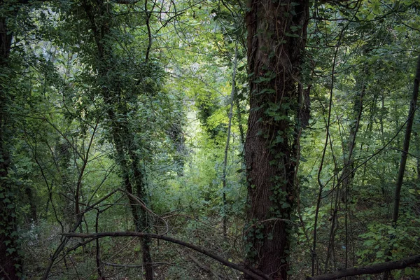 Tle Natura Złożony Drzew Zielonych Gałęzi Winorośli Drzewach — Zdjęcie stockowe