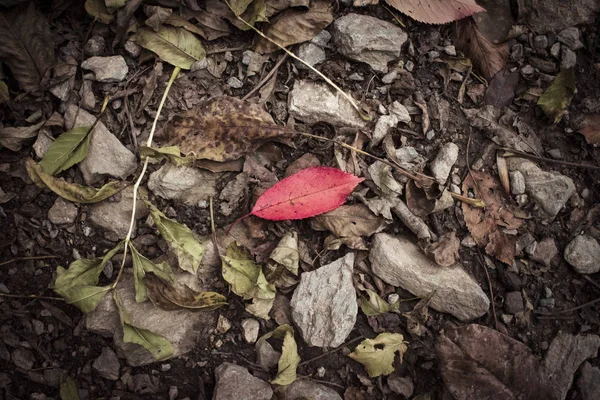 Concept of being different. Red leaf on an autumnal background.