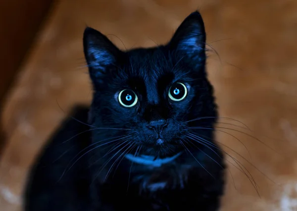 Zwarte Kat Kijken Rechtdoor Met Ogen Vol Van Licht — Stockfoto