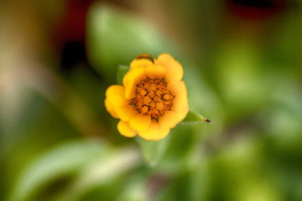 Žlutý Květ Pozadím Zelené Trávě — Stock fotografie