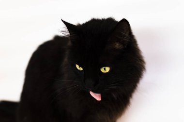 Beyaz bir arka plan ile bir Mumbai, yarışın sarı gözlü siyah kedi.