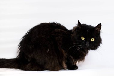 Beyaz bir arka plan ile bir Mumbai, yarışın sarı gözlü siyah kedi.