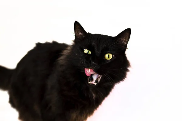 Μαύρη Γάτα Κίτρινα Μάτια Του Αγώνα Βομβάη Λευκό Φόντο — Φωτογραφία Αρχείου