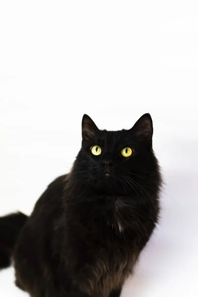 Μαύρη Γάτα Κίτρινα Μάτια Του Αγώνα Βομβάη Λευκό Φόντο — Φωτογραφία Αρχείου