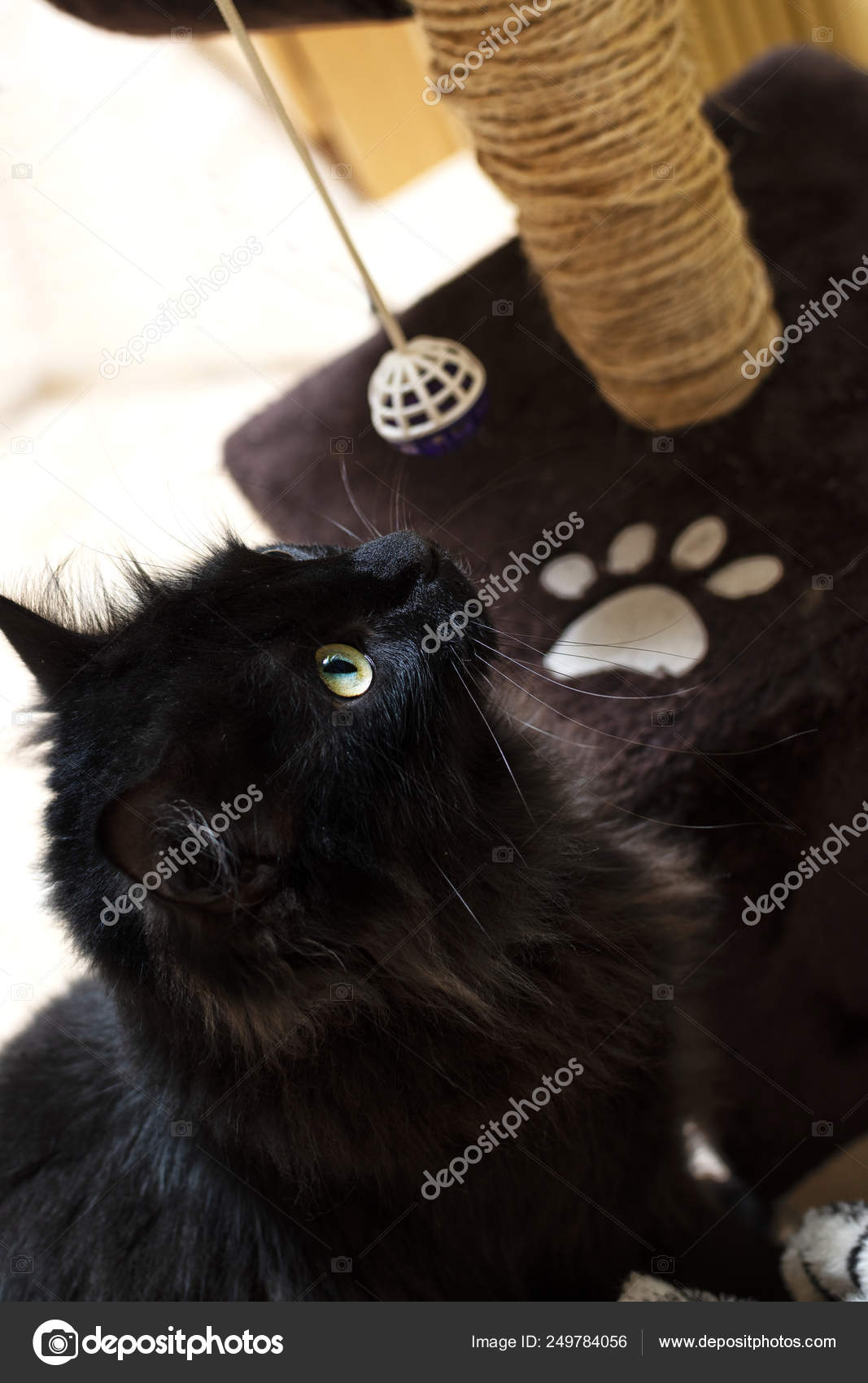 Chat Noir Jouant Avec Ses Jouets Image Libre De Droit Par Armacuatro C