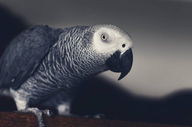 Yakın çekim portre gri gri papağan.