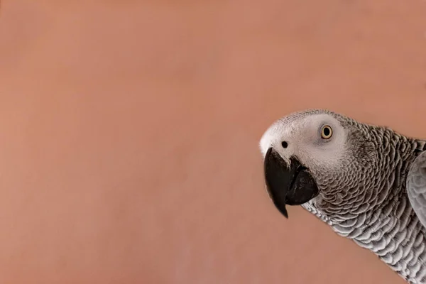 Ritratto ravvicinato di un pappagallo grigio. Concentro di sorpresa . — Foto Stock