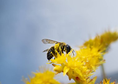 Bees collecting pollen from yellow flowers clipart