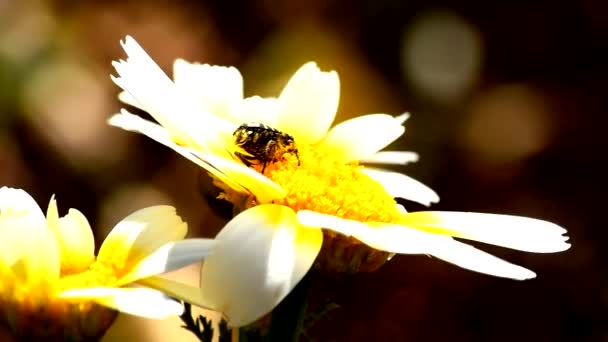 Black Insect Collecting Pollen Daisy — Stock Video