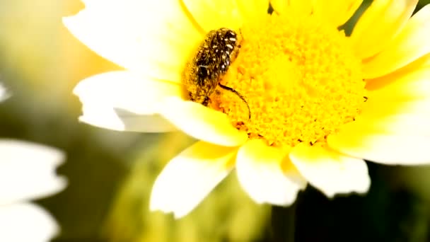 Black Insect Collecting Pollen Daisy — Stock Video