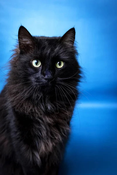 Portret van een zwarte kat met een blauwe achtergrond — Stockfoto