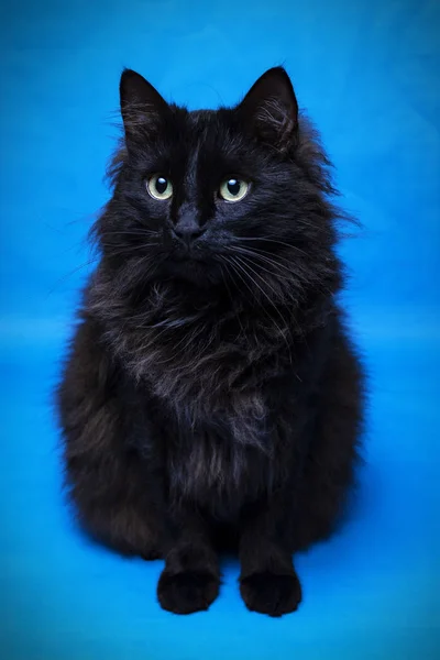 Porträt einer schwarzen Katze mit blauem Hintergrund — Stockfoto