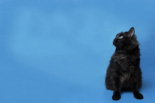 Porträtt av en svart katt med blå bakgrund — Stockfoto