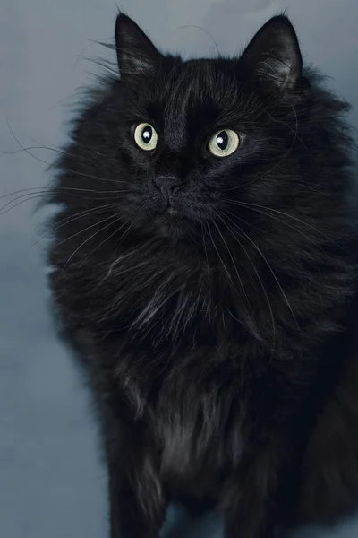Πορτραίτο μαύρης γάτας με φόντο Λάιλα — Φωτογραφία Αρχείου