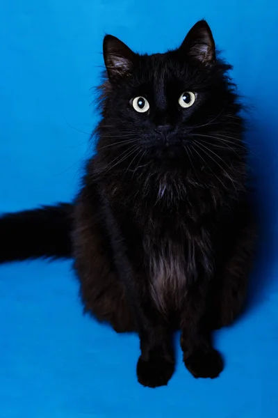 Portret van een zwarte kat met een blauwe achtergrond — Stockfoto