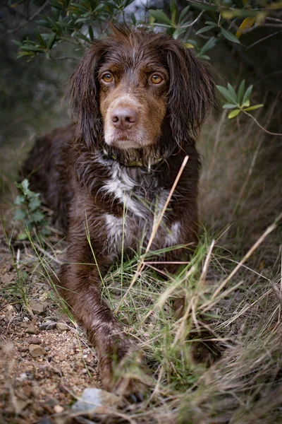 Brązowy pies myśliwski rasy munsterlander małe. — Zdjęcie stockowe