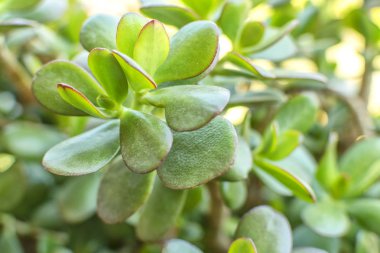 Crassula tipi dikenler olmadan yeşil kaktüs.