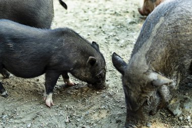 Vietnamlı siyah domuzlar grup yemek.